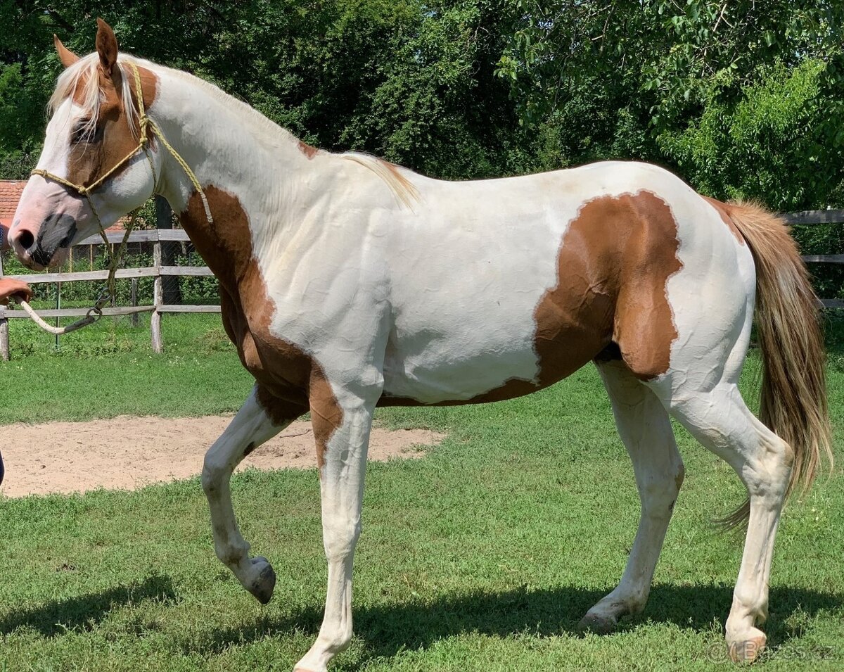 Predám 10 ročného žrebca Paint Horse - 2