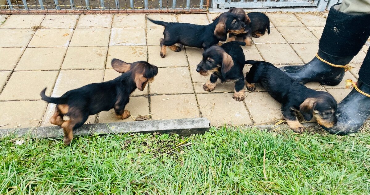 Jezevčík drsnosrstý standard - 2