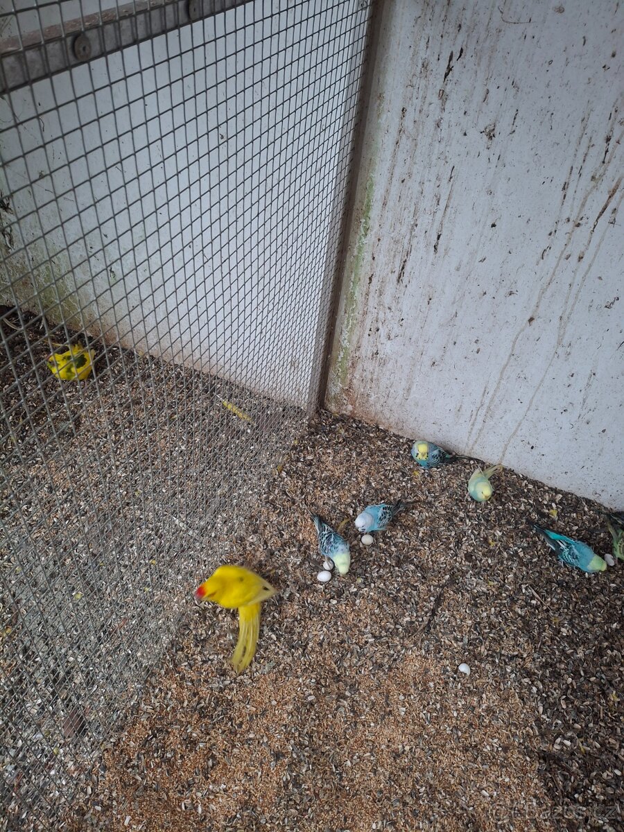 Kakariky rudočelý - 2