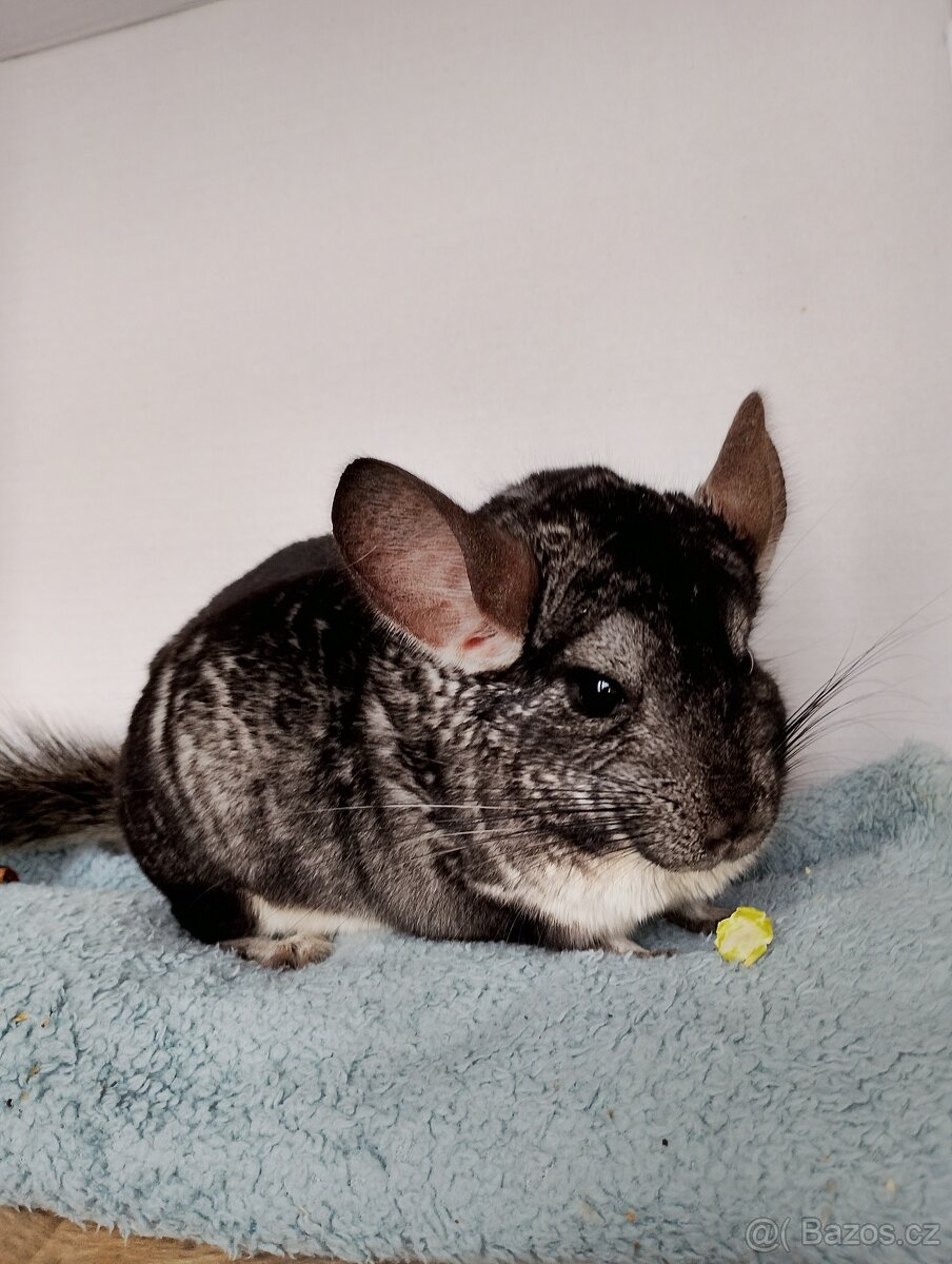 Činčila sameček - 2