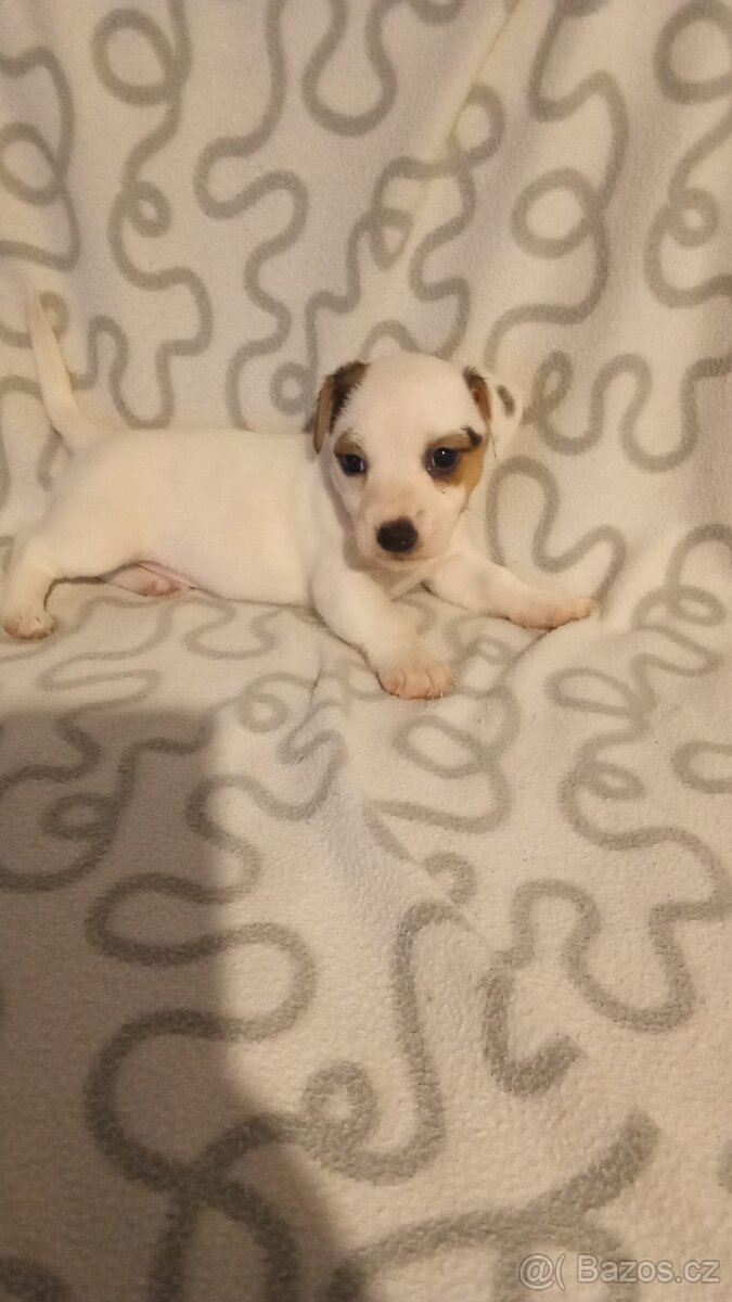 Jack Russell teriér - 2