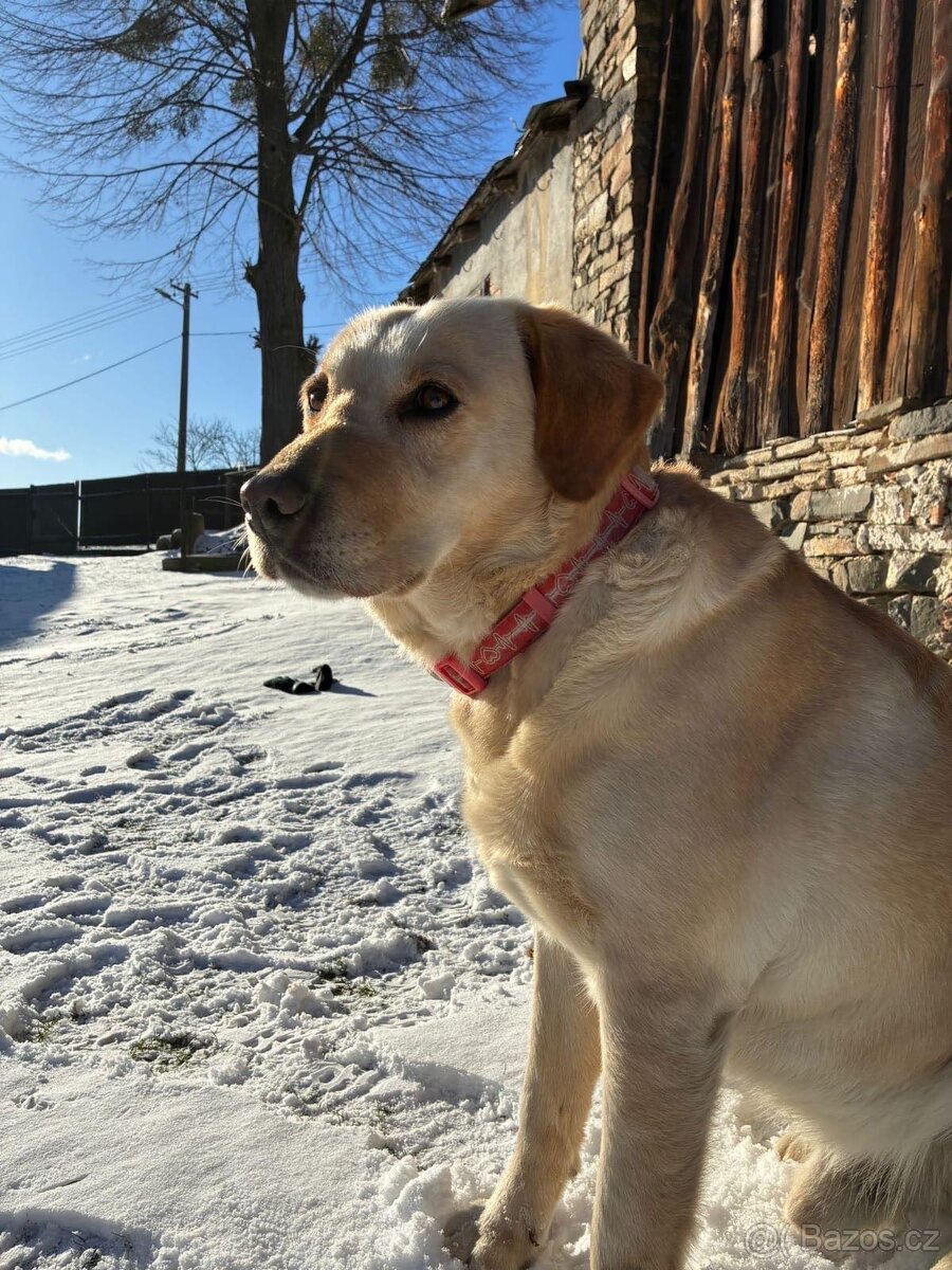 Labrador ke krytí - 2