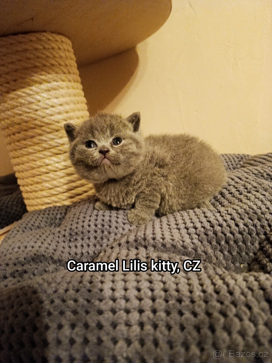 Britská modrá s PP - 2