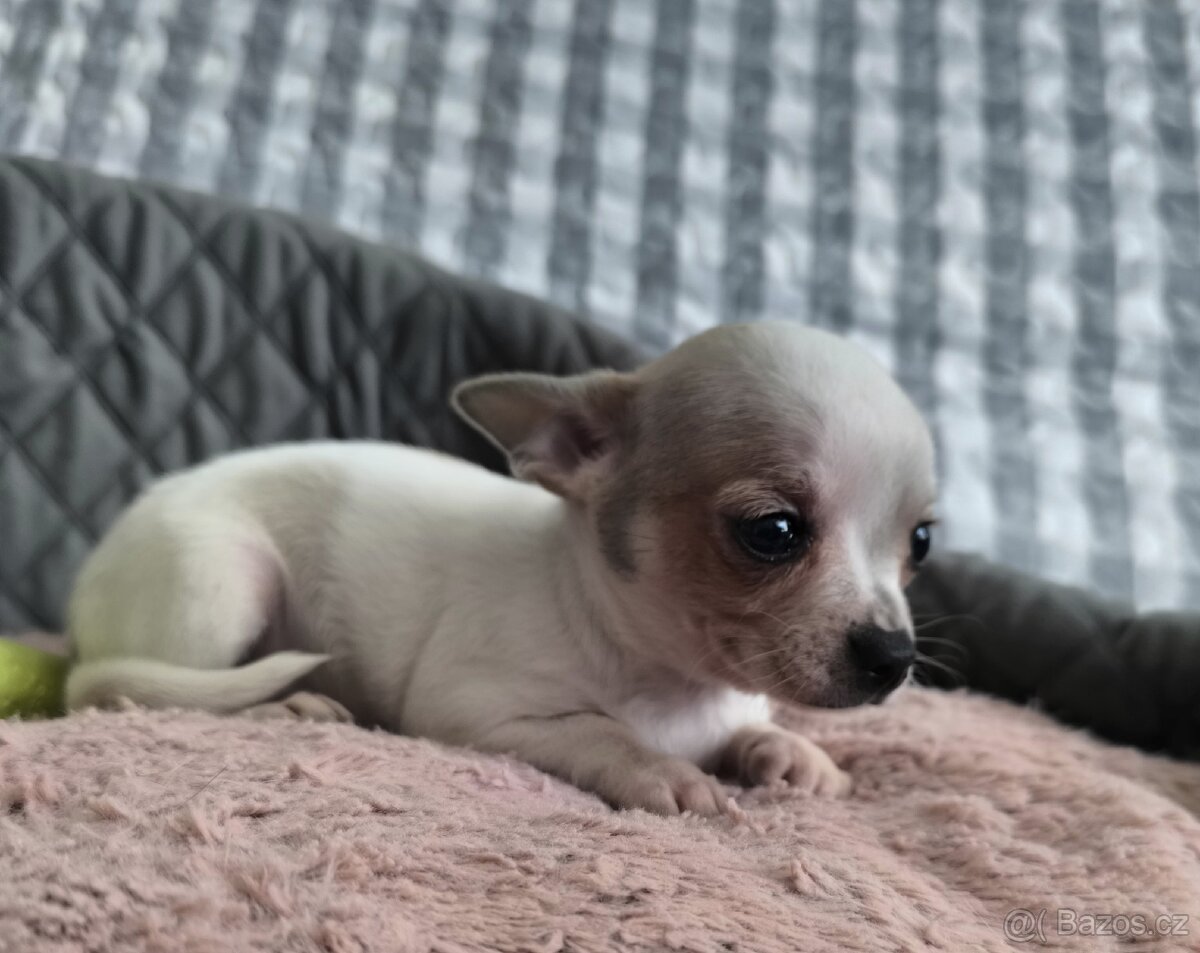 Čivava - štěňátka - 2