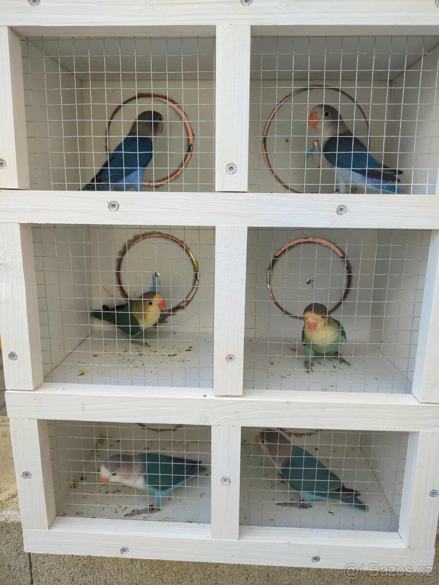 Agapornis ficheri - 2