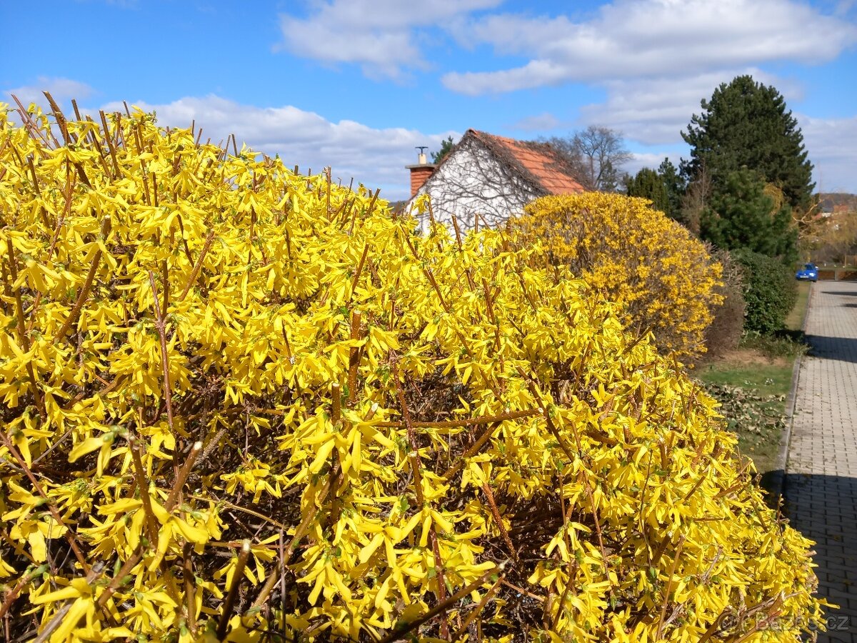 Zahradnické práce, úpravy a revitalizace zahrad - 2