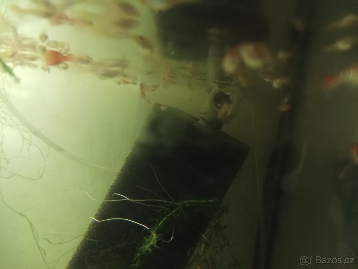 Prodej s vlastního chovu - 2