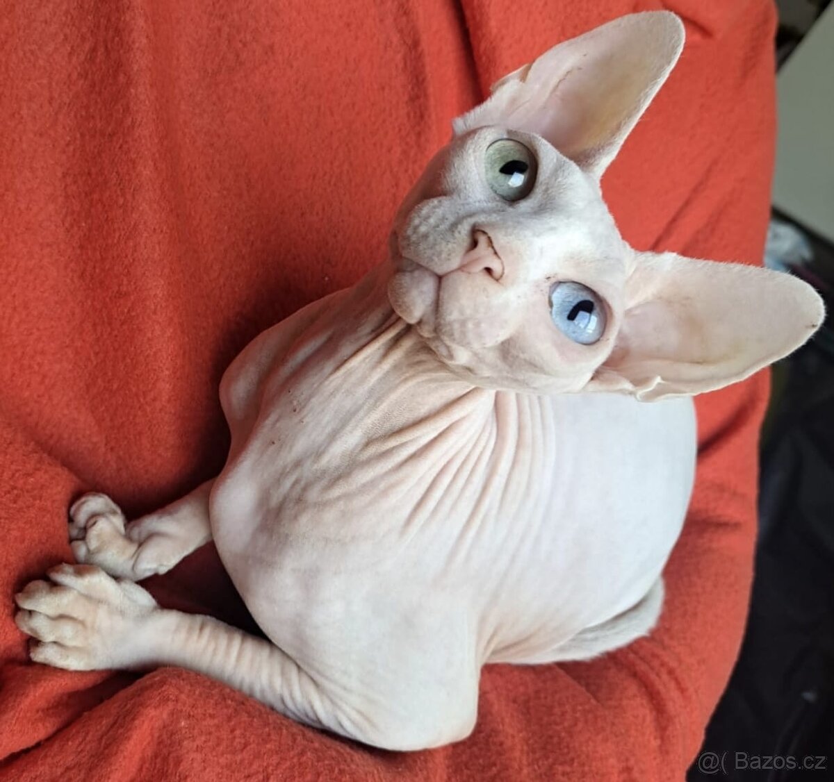 Kanadský sphynx s pp - 2