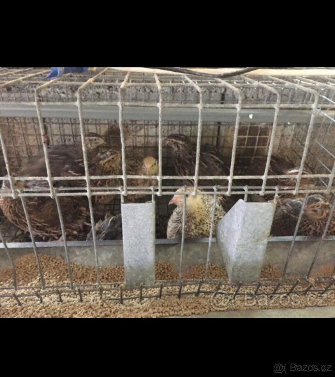 Klec na drůbež - 2