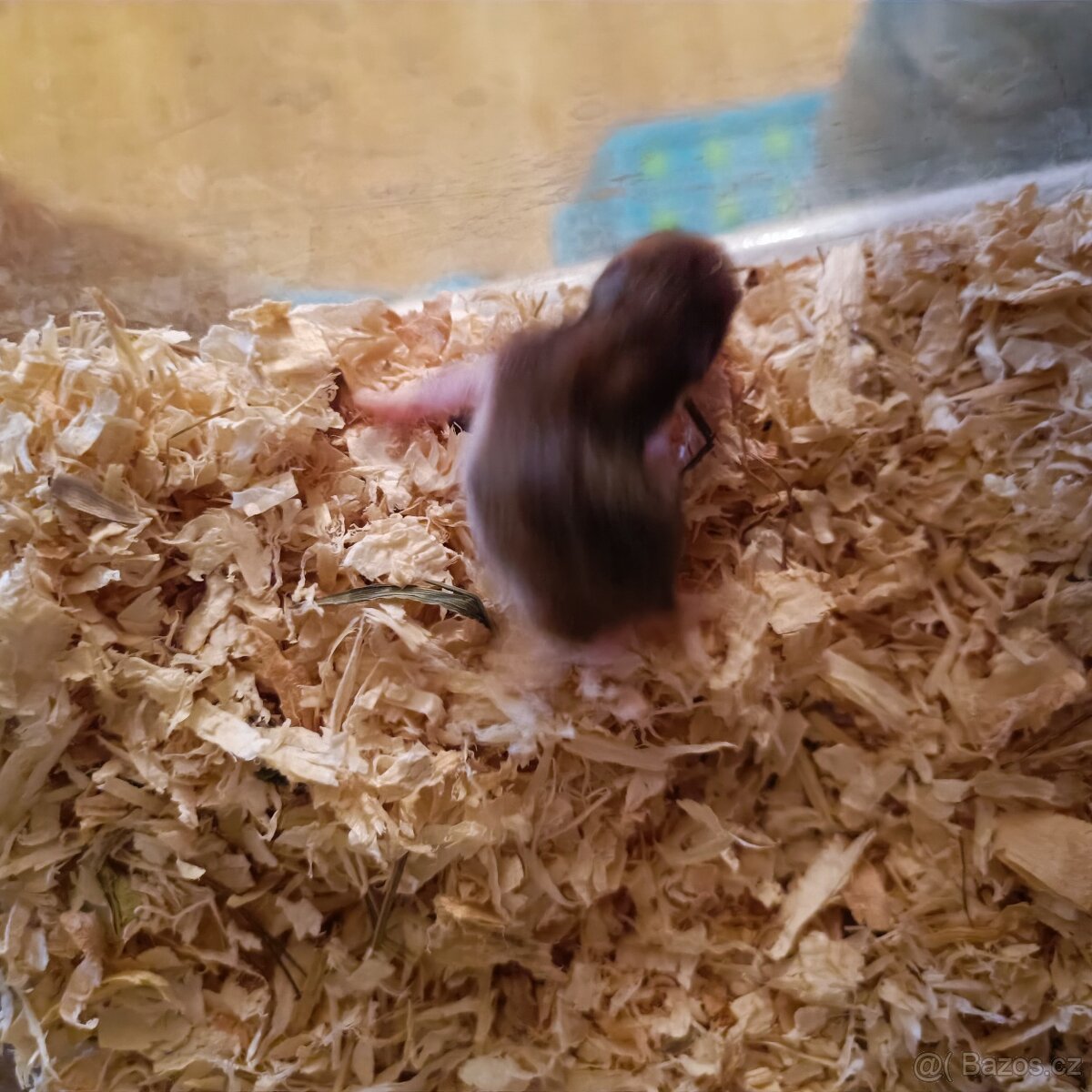 Křeček syrský - 2