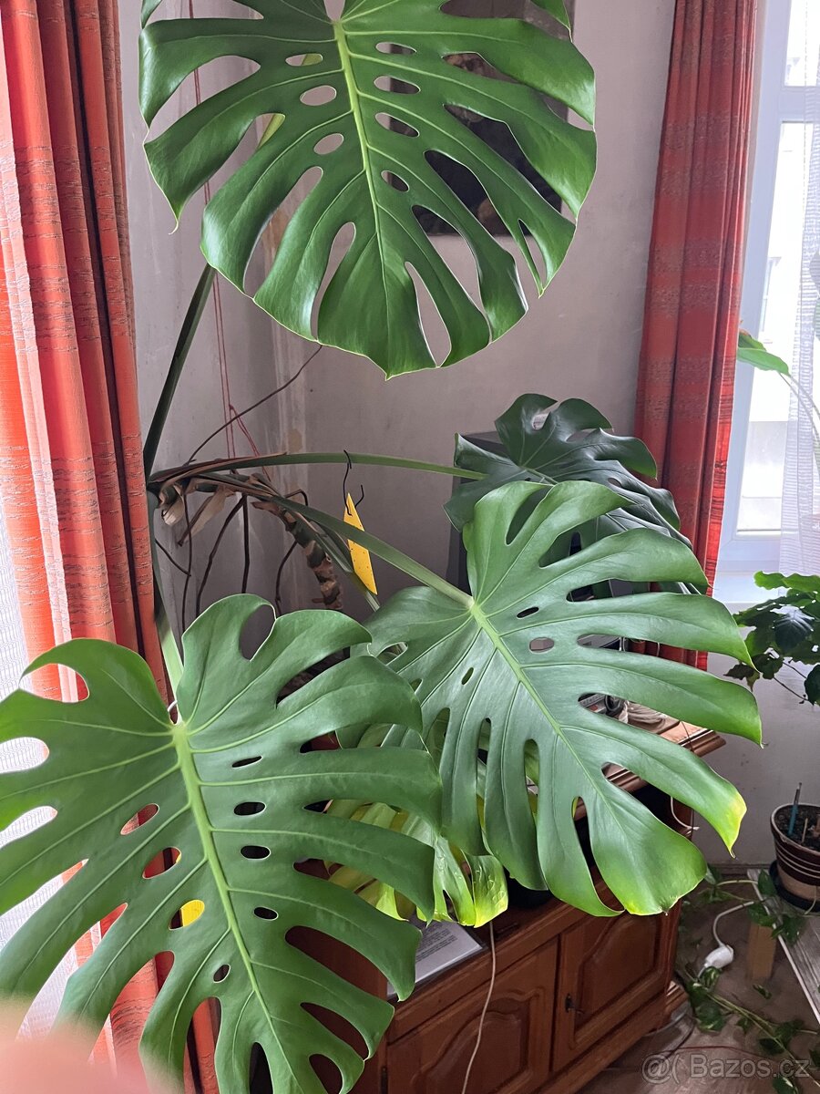 Monstera deliciosa - 2