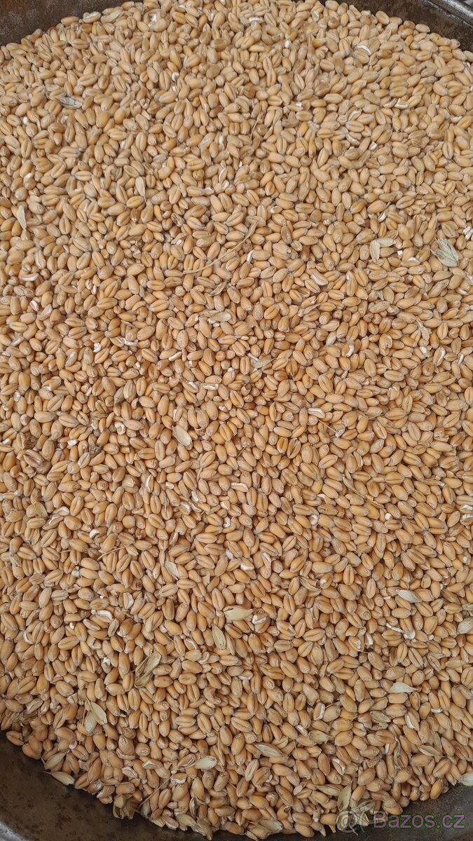 Prodám ječmen,pšenici. - 2