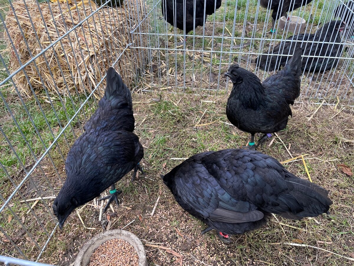 Ayam cemani - násadová vejce - 2