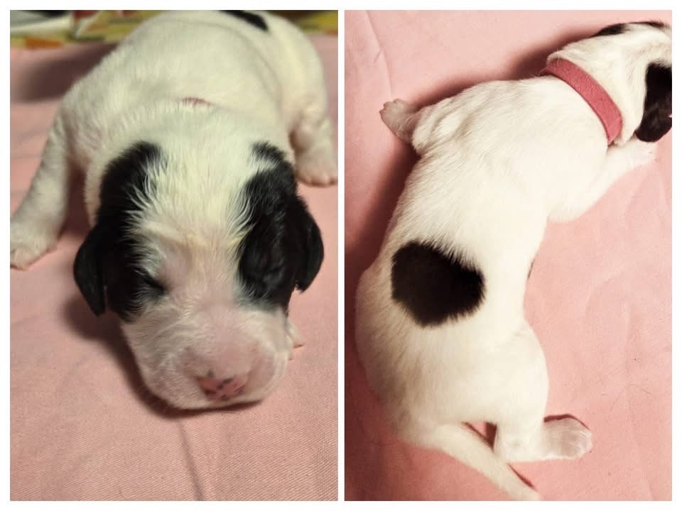 Landseer štěňata - 2