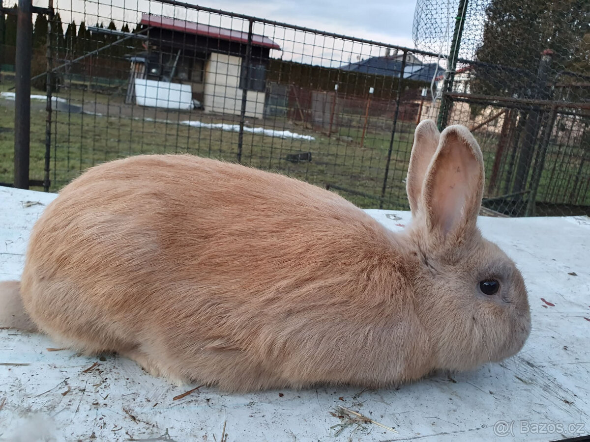 Český luštič - 2