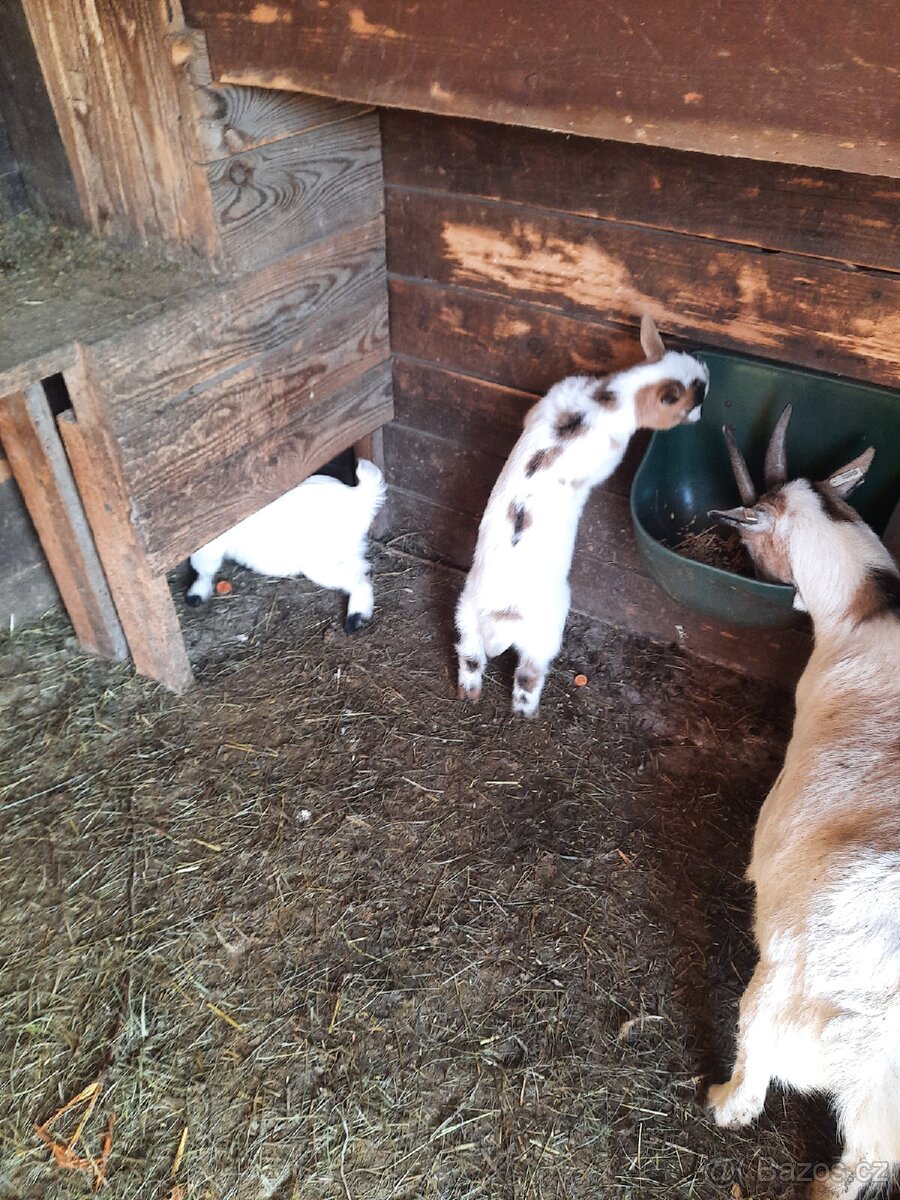 Holandské zakrslé kozy - 2