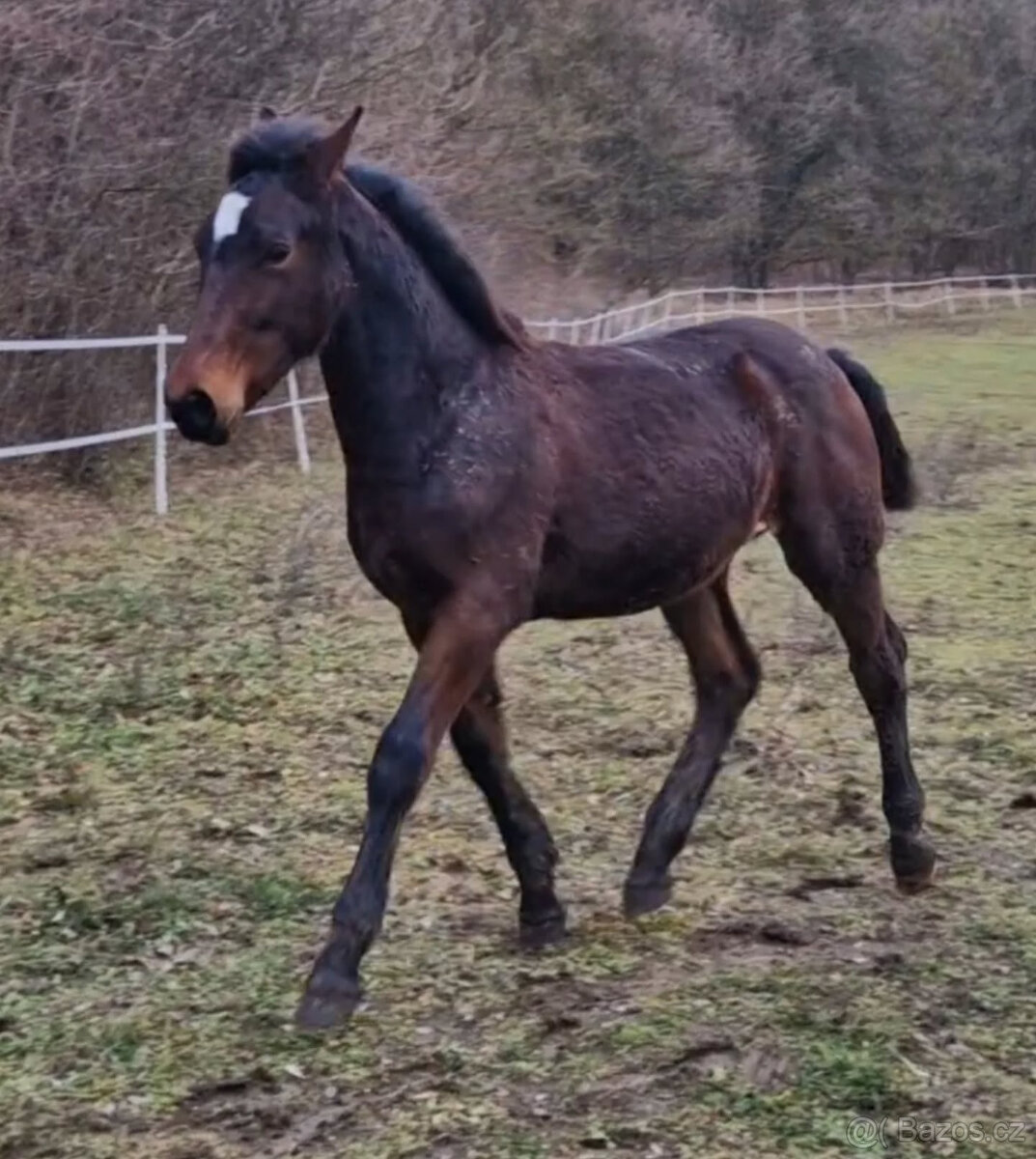 Hřebec original Knabstrupper - 2