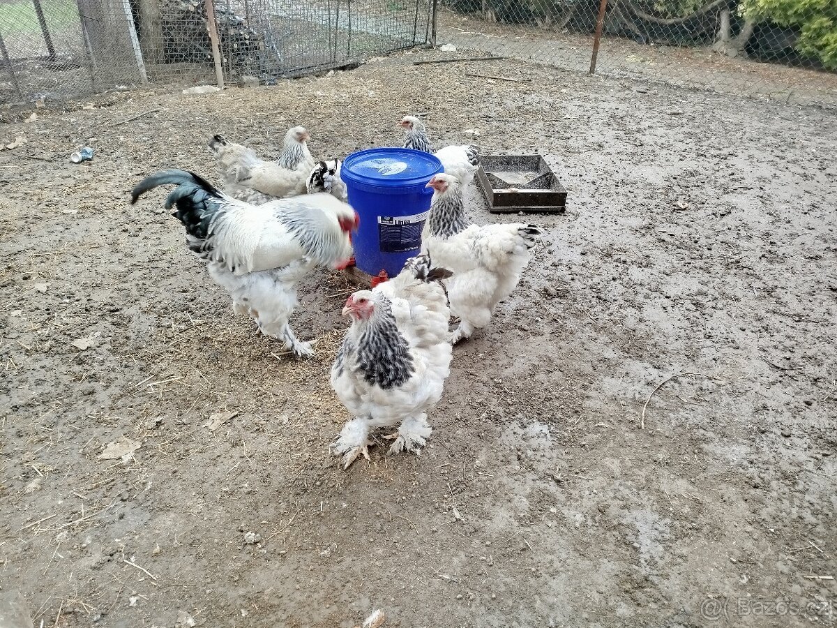 N.V BRAHMÁNKA KOLUMBIJSKÁ - 2