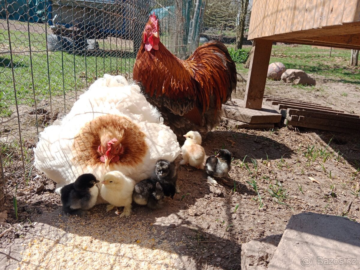 Zakrslá kočinka - - 2