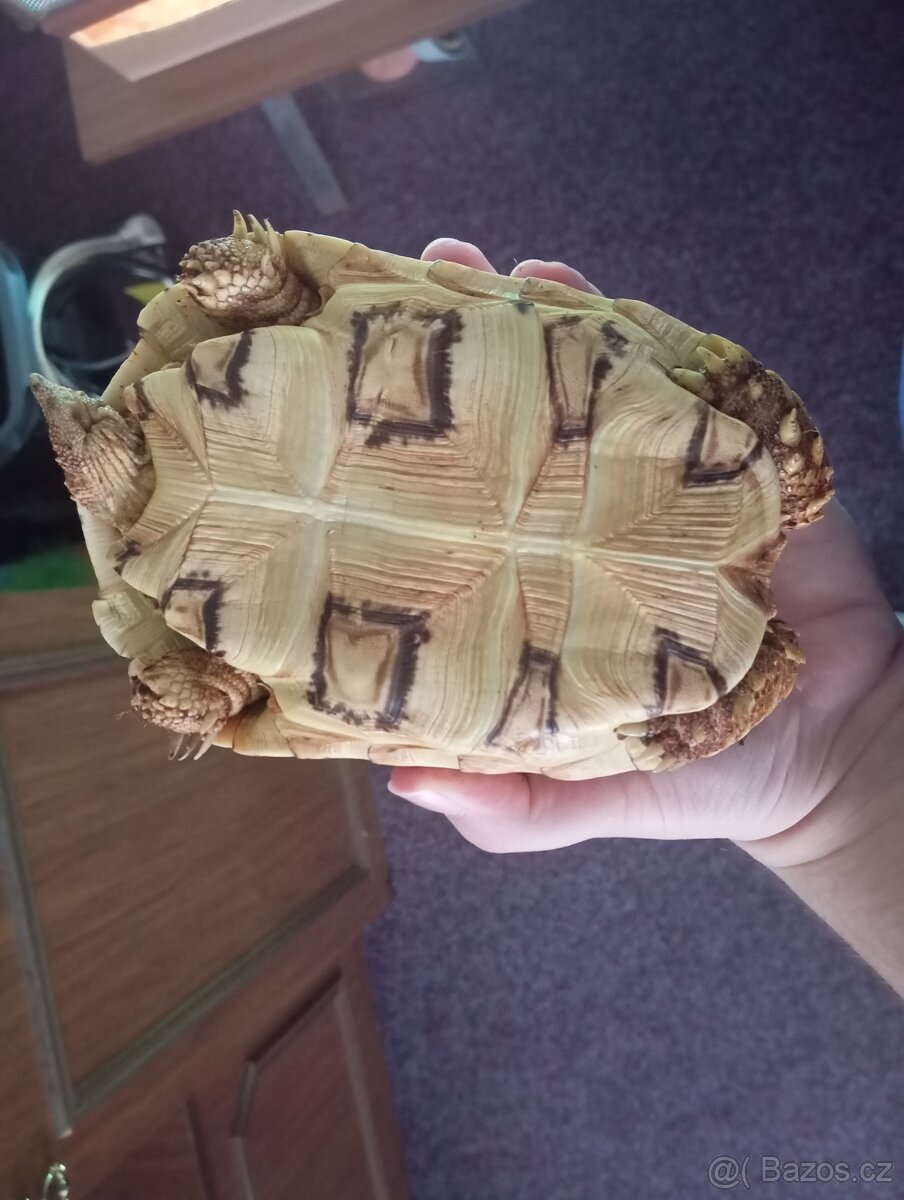 Želva pardálí - 2