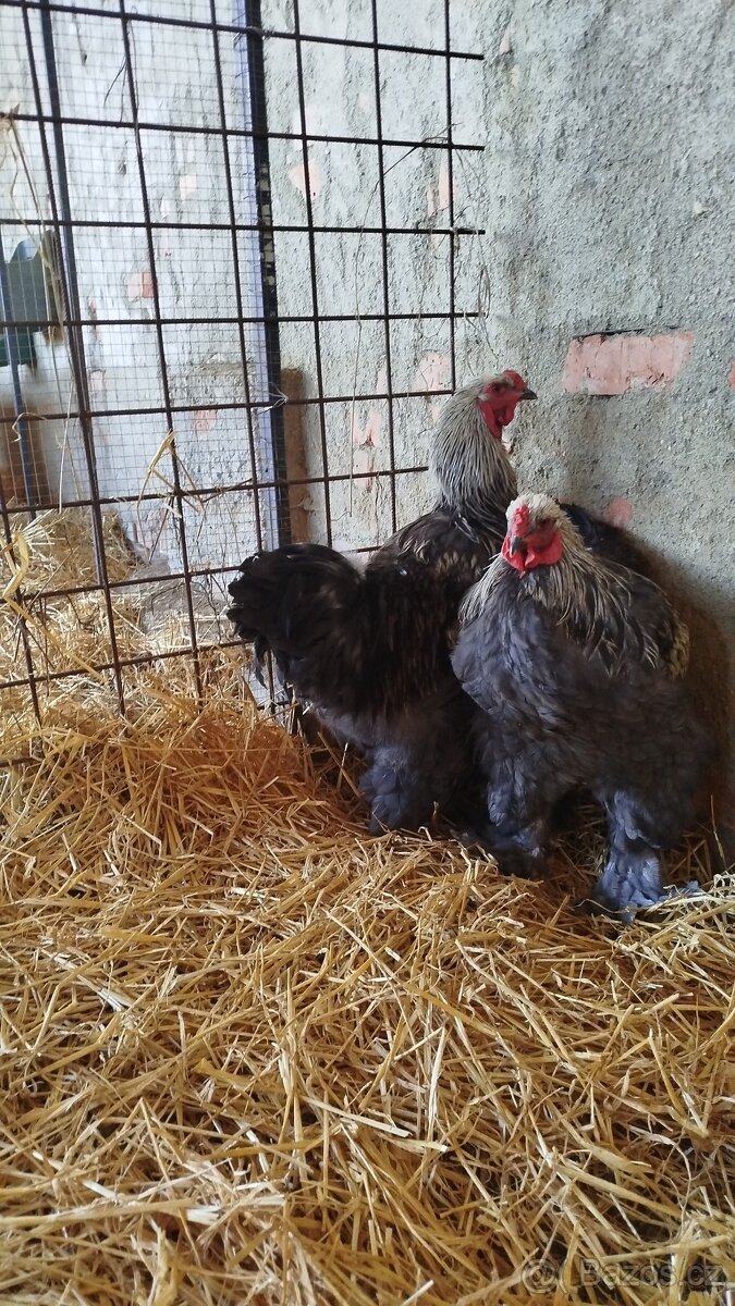 Kohout - Brahmanka velká (nestandardní zbarvení) - 2