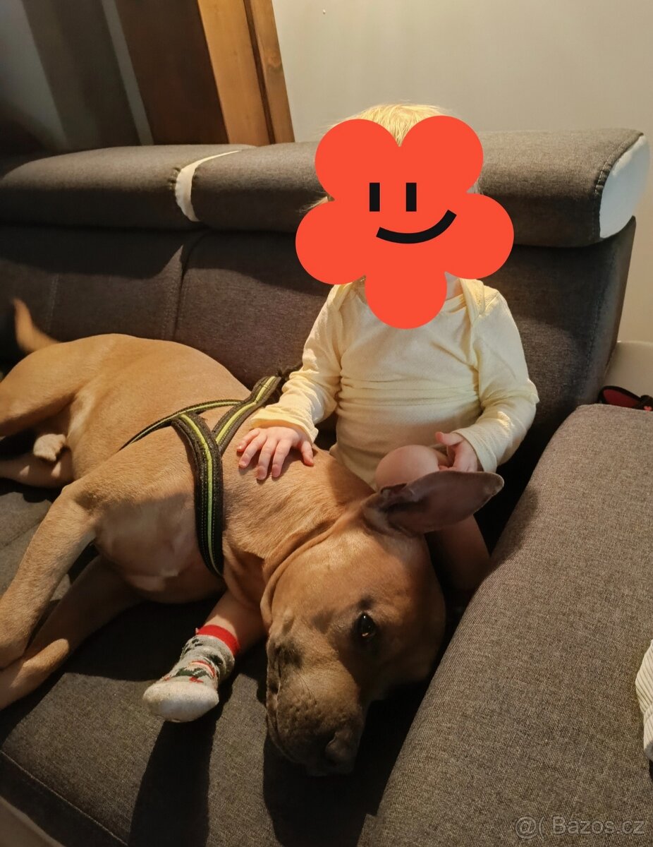 American Staffordshire terrier bez PP - 2