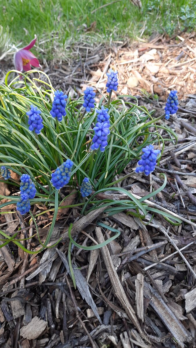 Modřenec do záhonu, skalku ap.. - 2