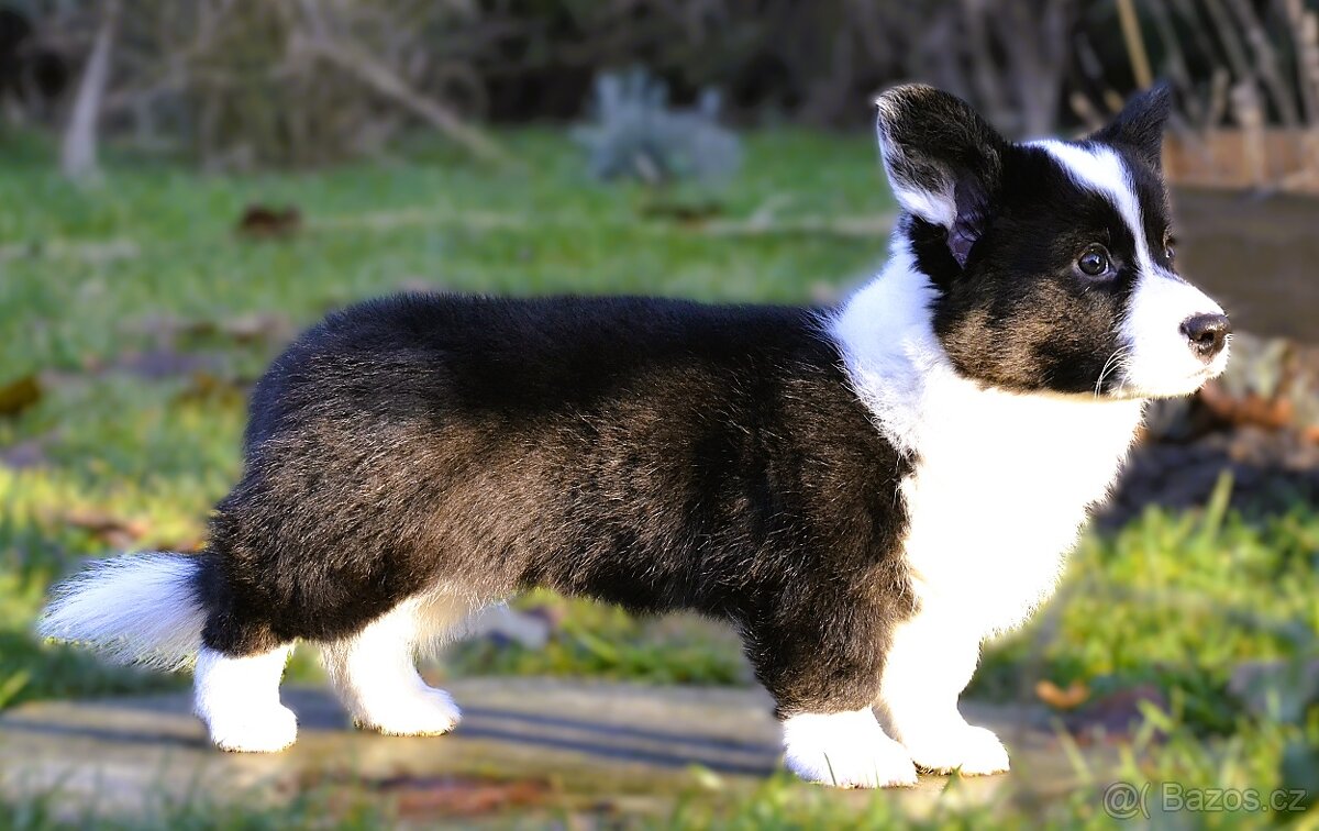 Welsh Corgi Cardigan FCI - 2
