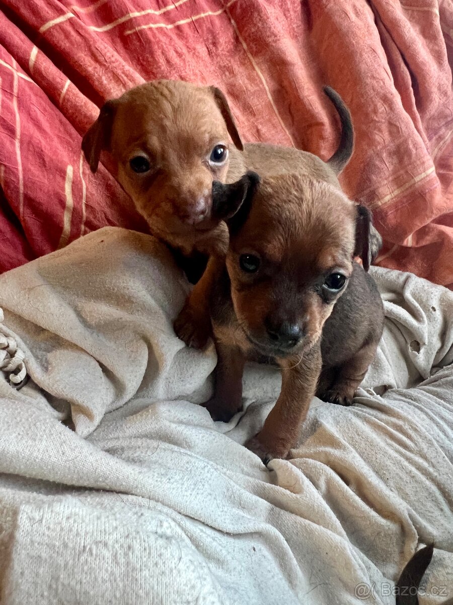 Trpasličí pinč - 2