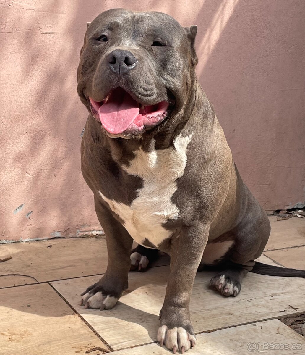 American Bully - 2