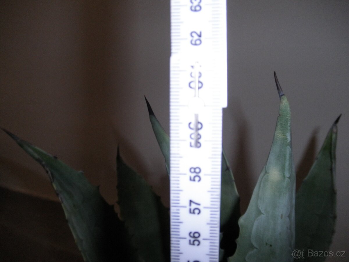 Agave. - 2