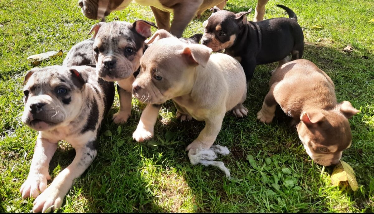 American bully pocket - 2