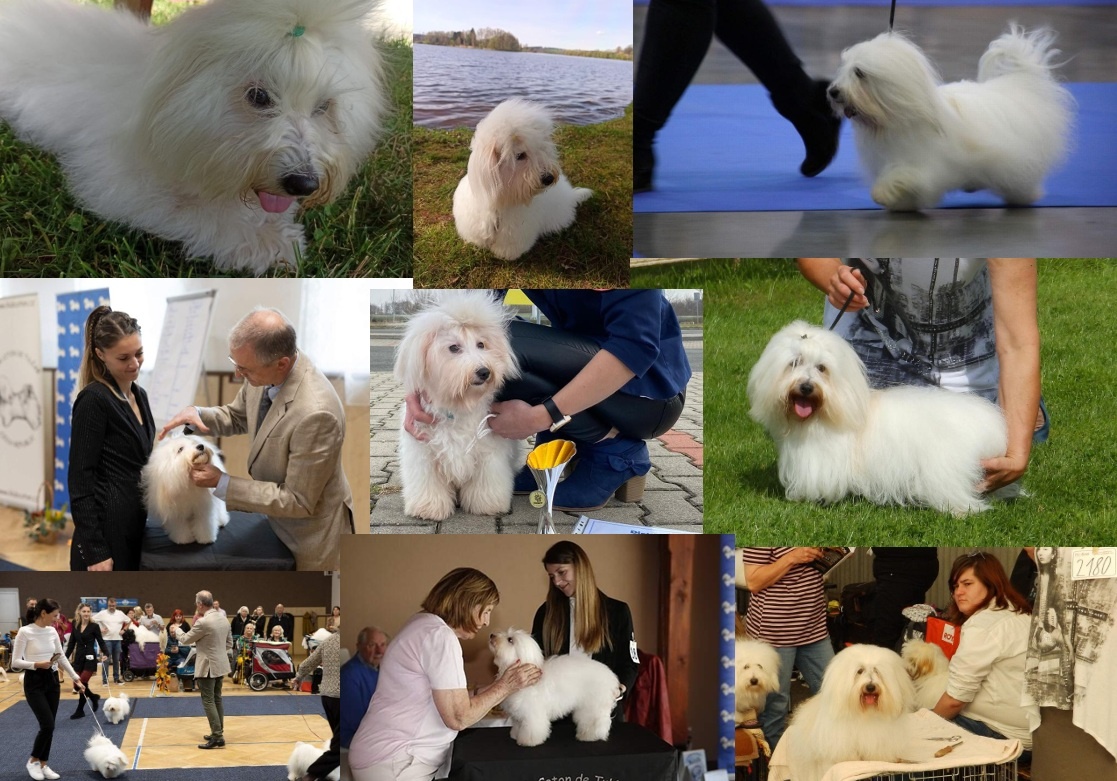 Coton de Tuléar štěňata s PP - 2