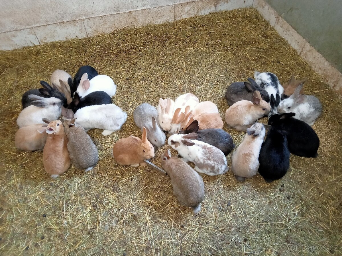 Prodám mladé králíky - 2