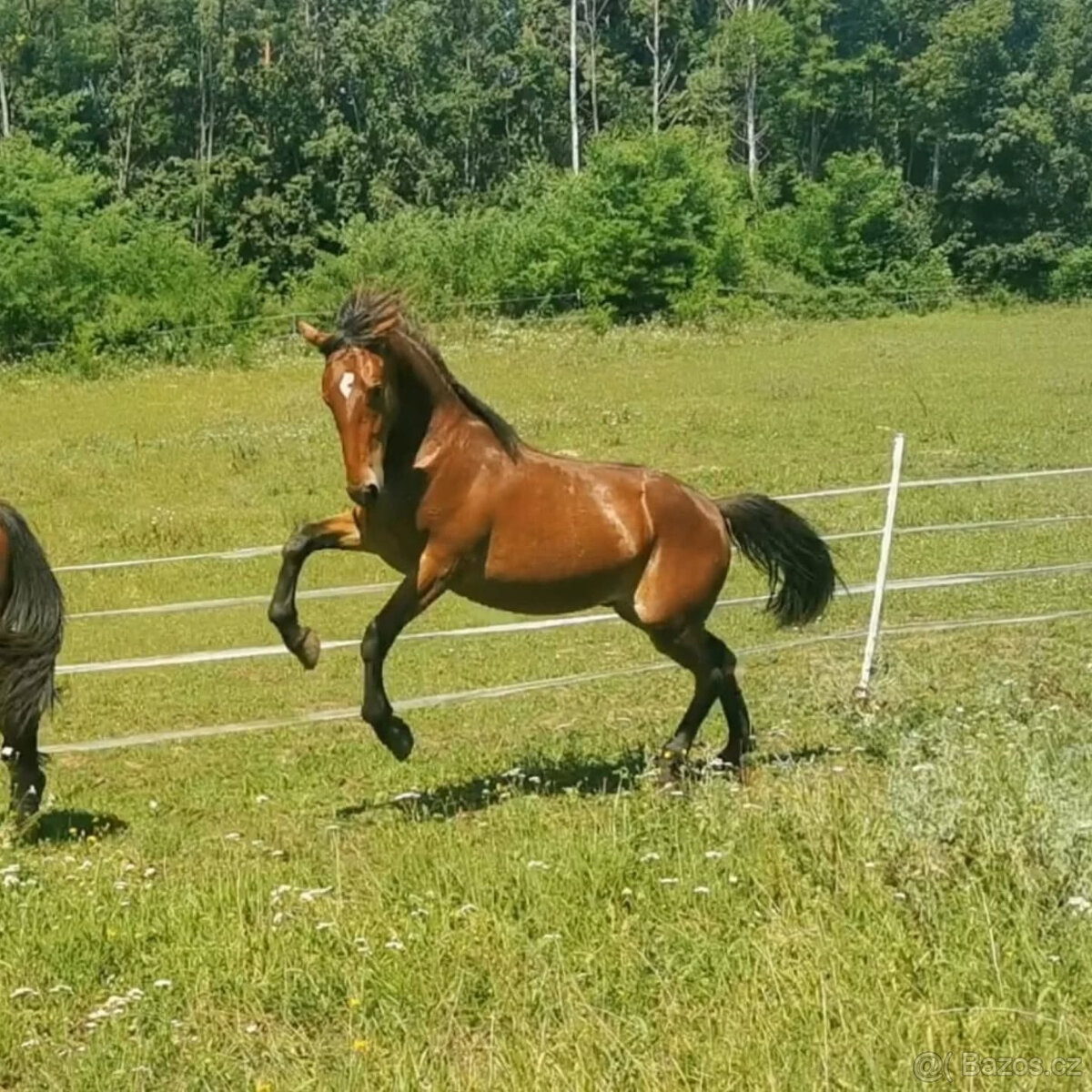 Hřebec original Knabstrupper - 2