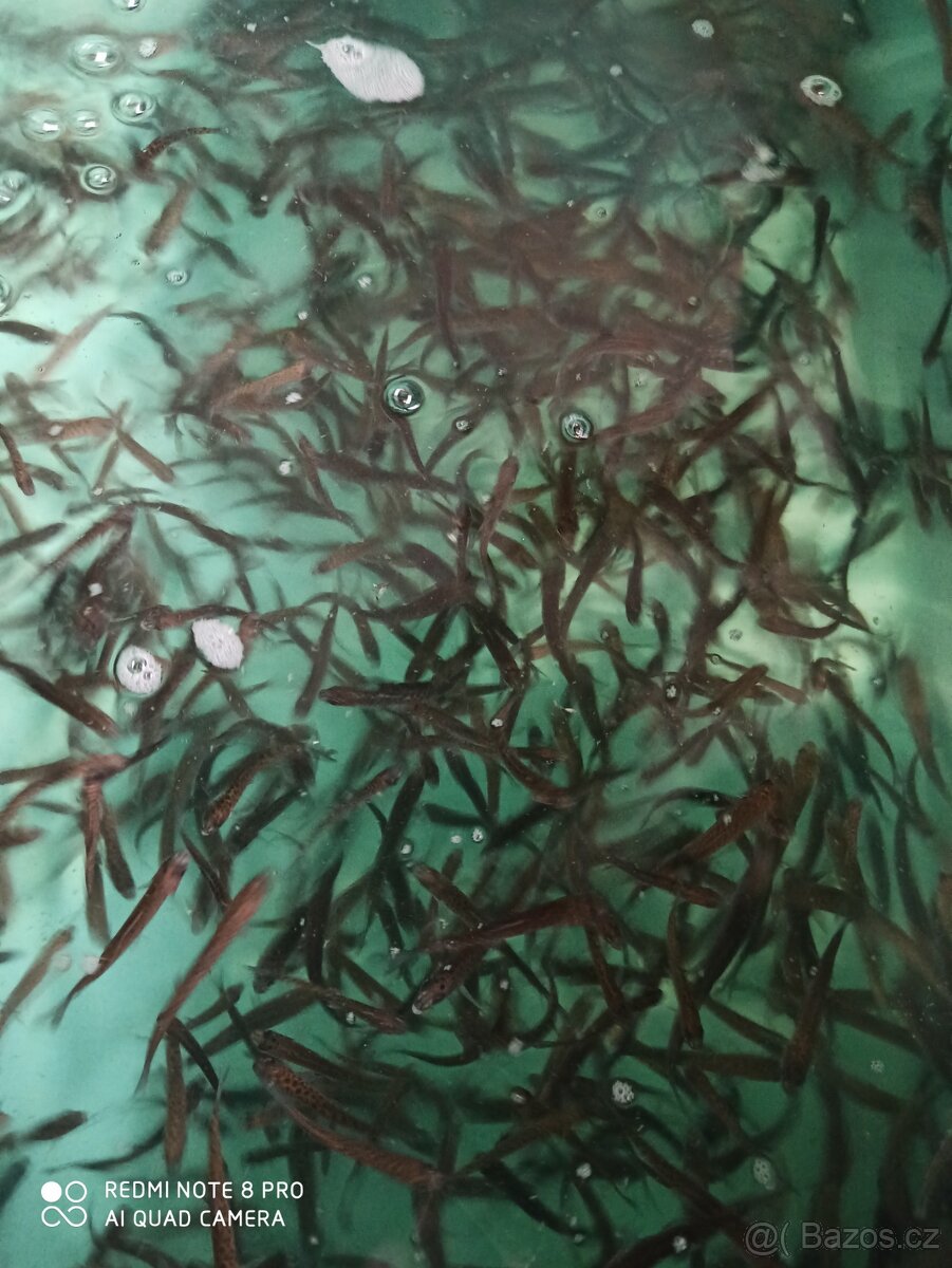 Ryby z jarního výlovu - 2