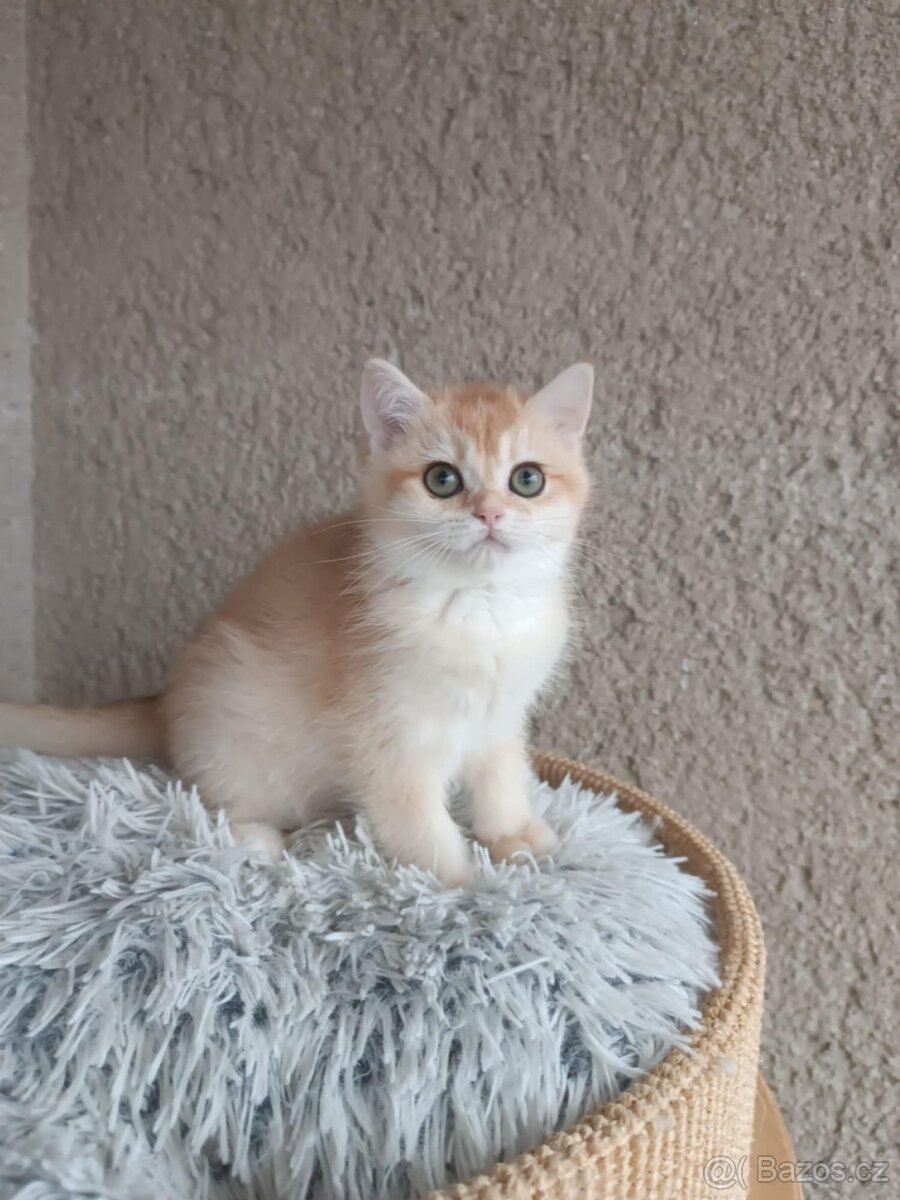 Shaded britská koťátka s PP - 2