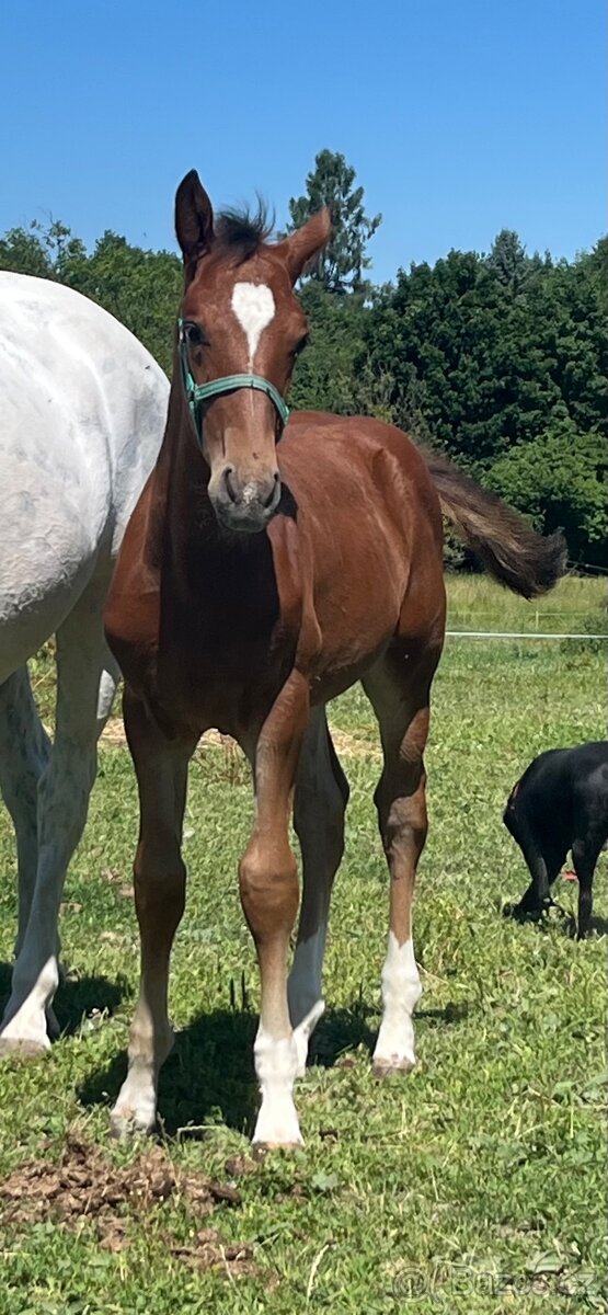 Hřebeček Zangersheide 2025 - 2