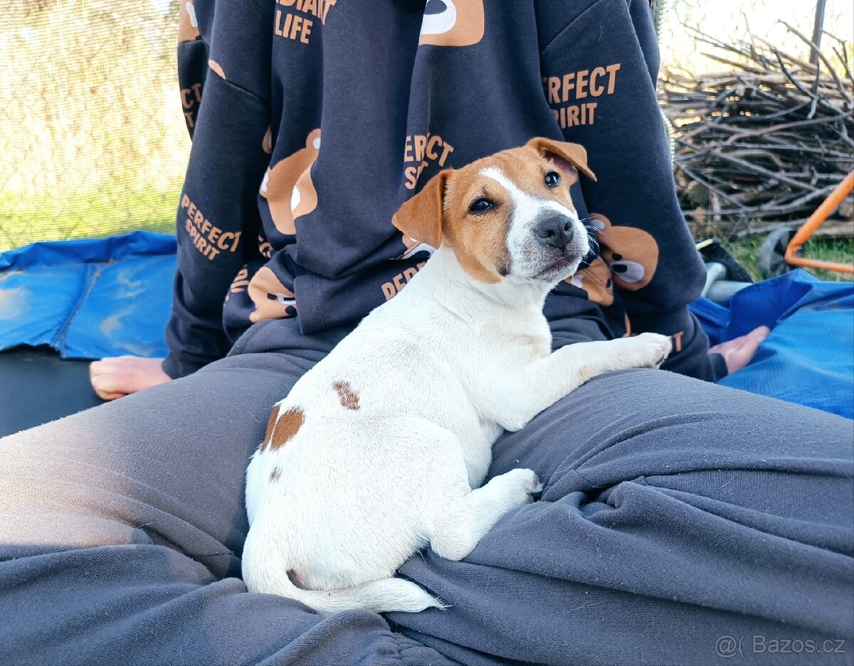 Jack Russell teriér s PP - 2
