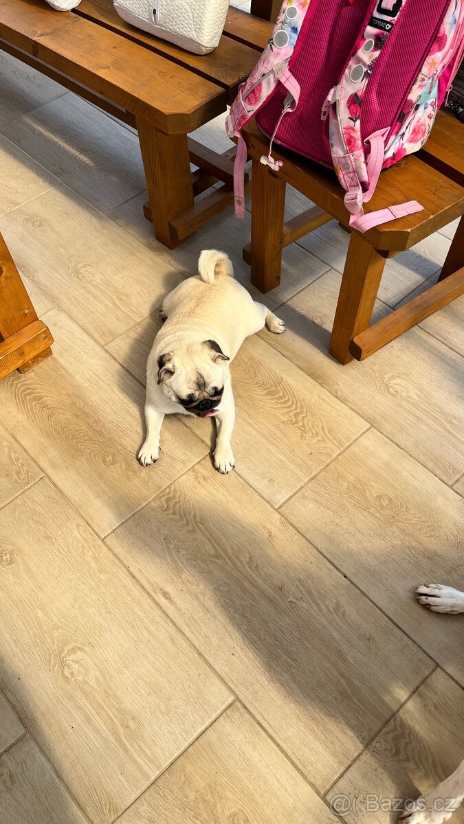 Mops - 2