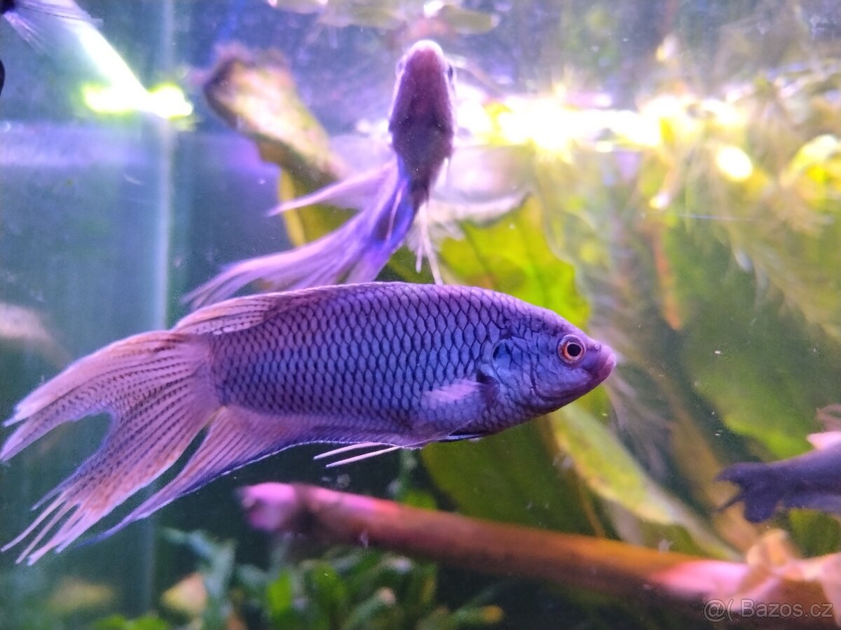 Rajovec .macropodus - 2