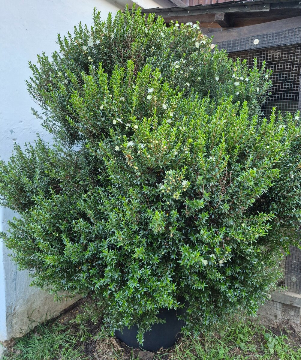 Myrta - 2