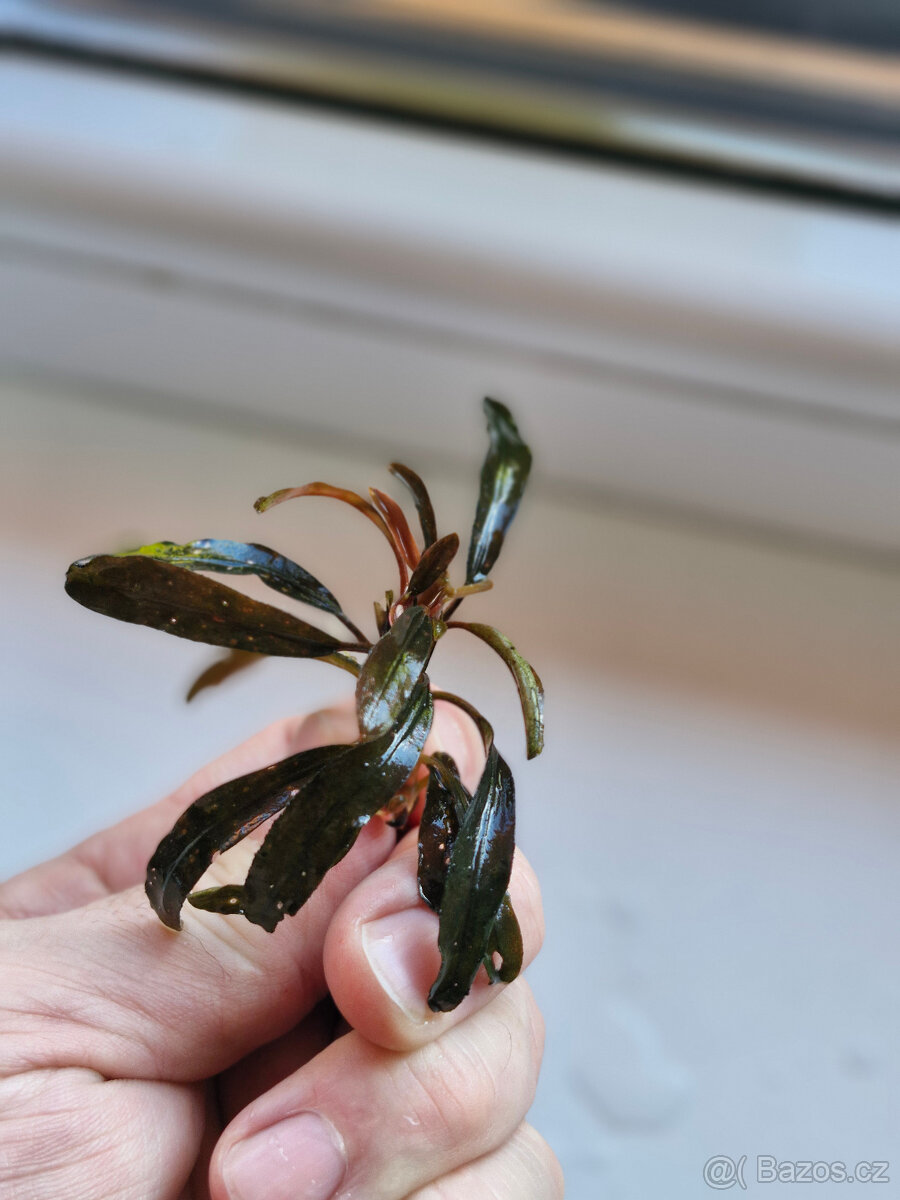Bucephalandra Paris - 2