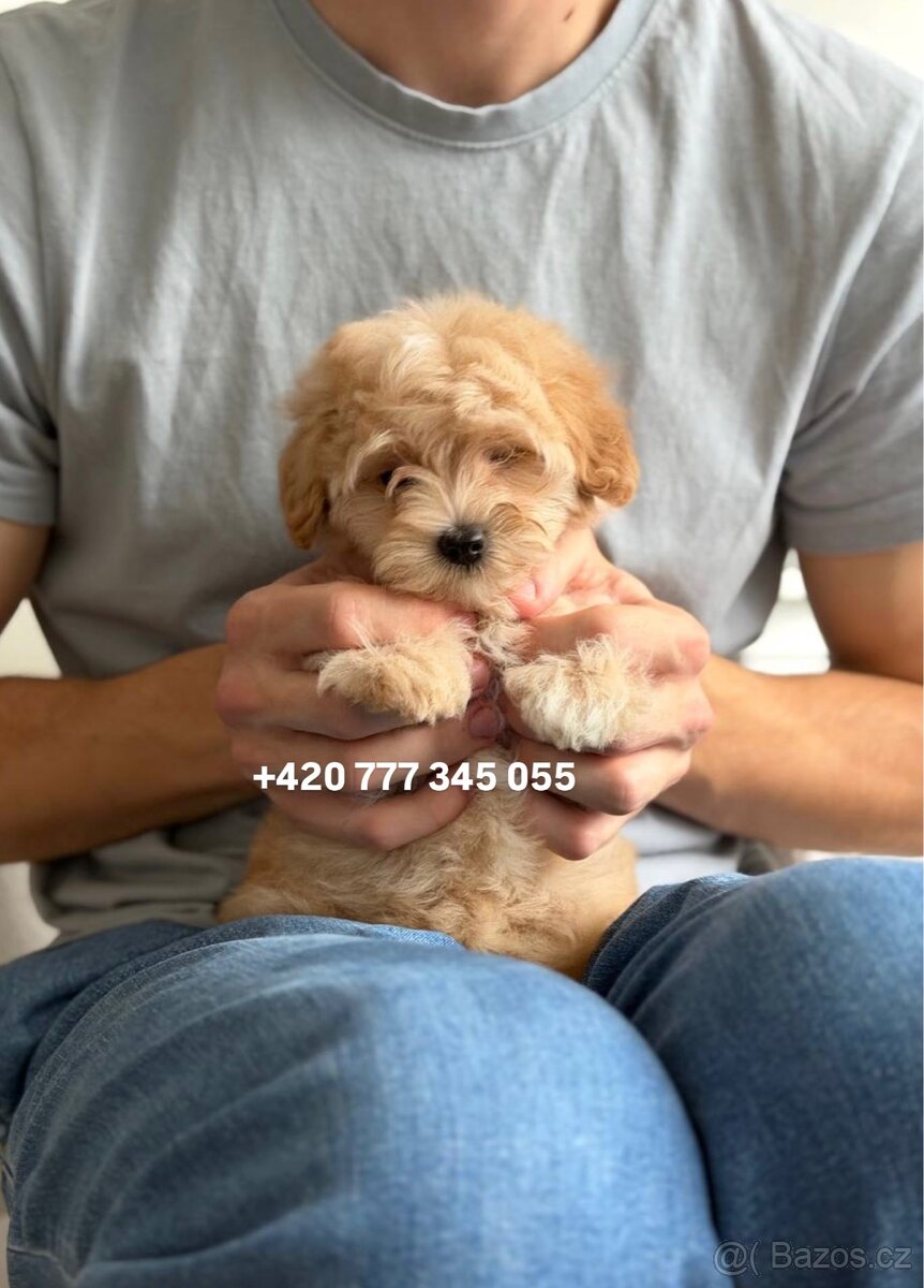 Maltipoo boy male caramel 1500€ - 2