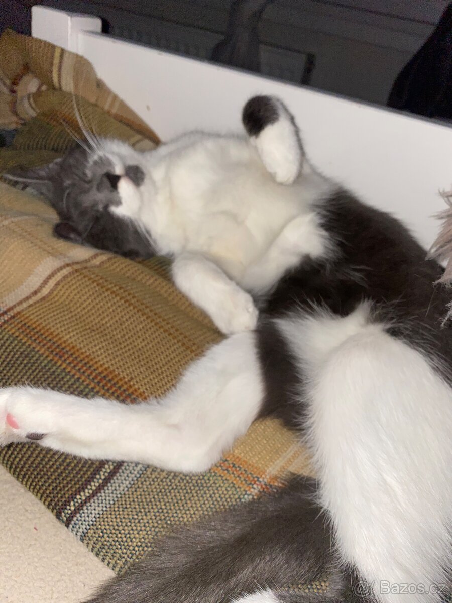 Darujem milou kočku i s výbavou - 2