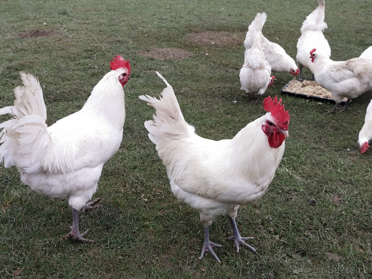 Prodej kohoutů bresse gauloise - 2