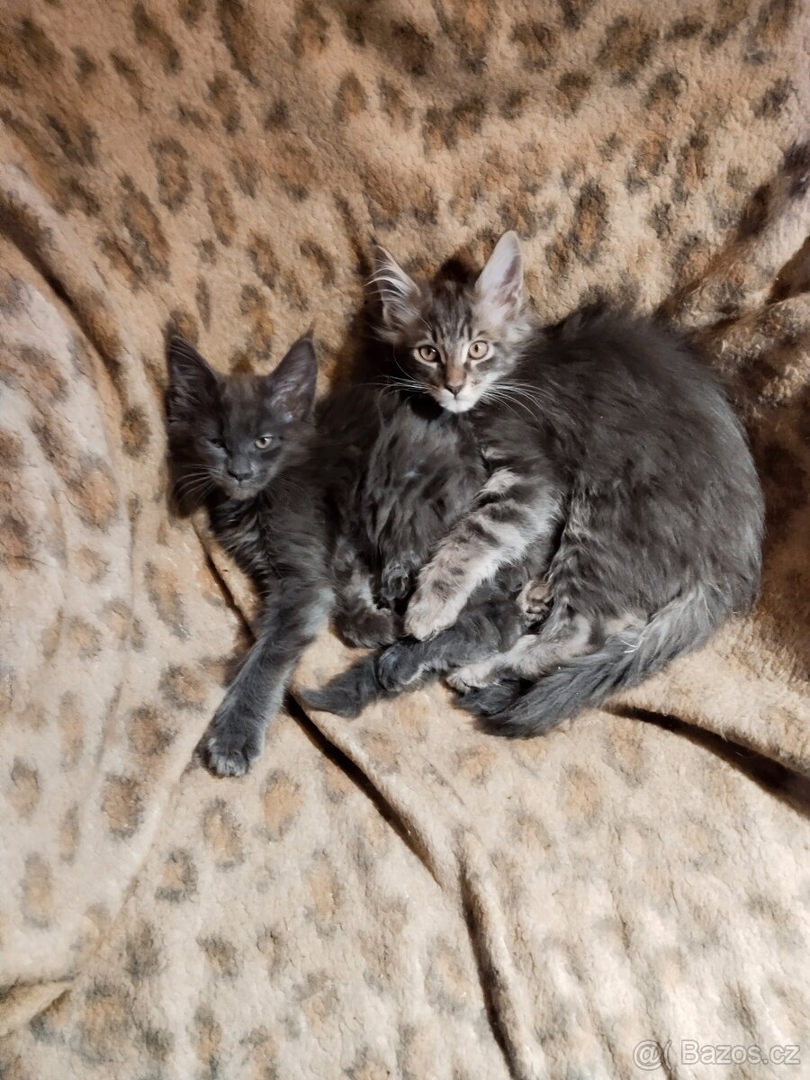 Mainská mývalí bez PP - 2