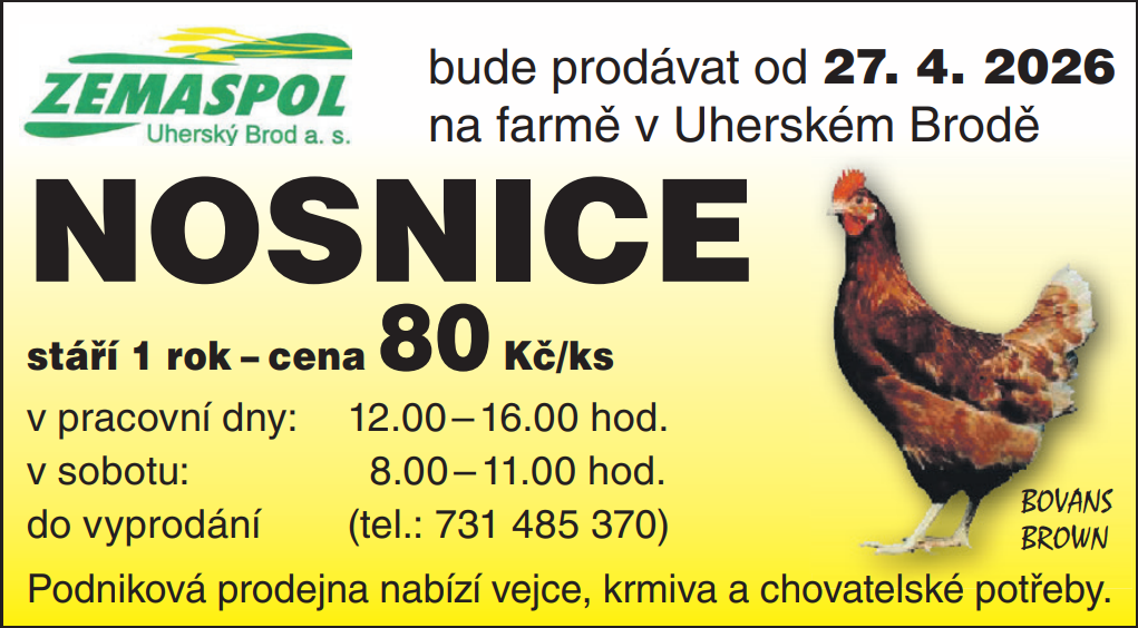 Prodej ročních slepic - 2