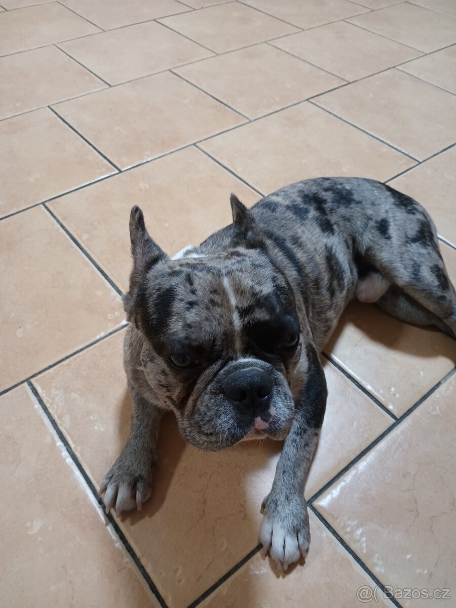 Francouzký buldoček - 2