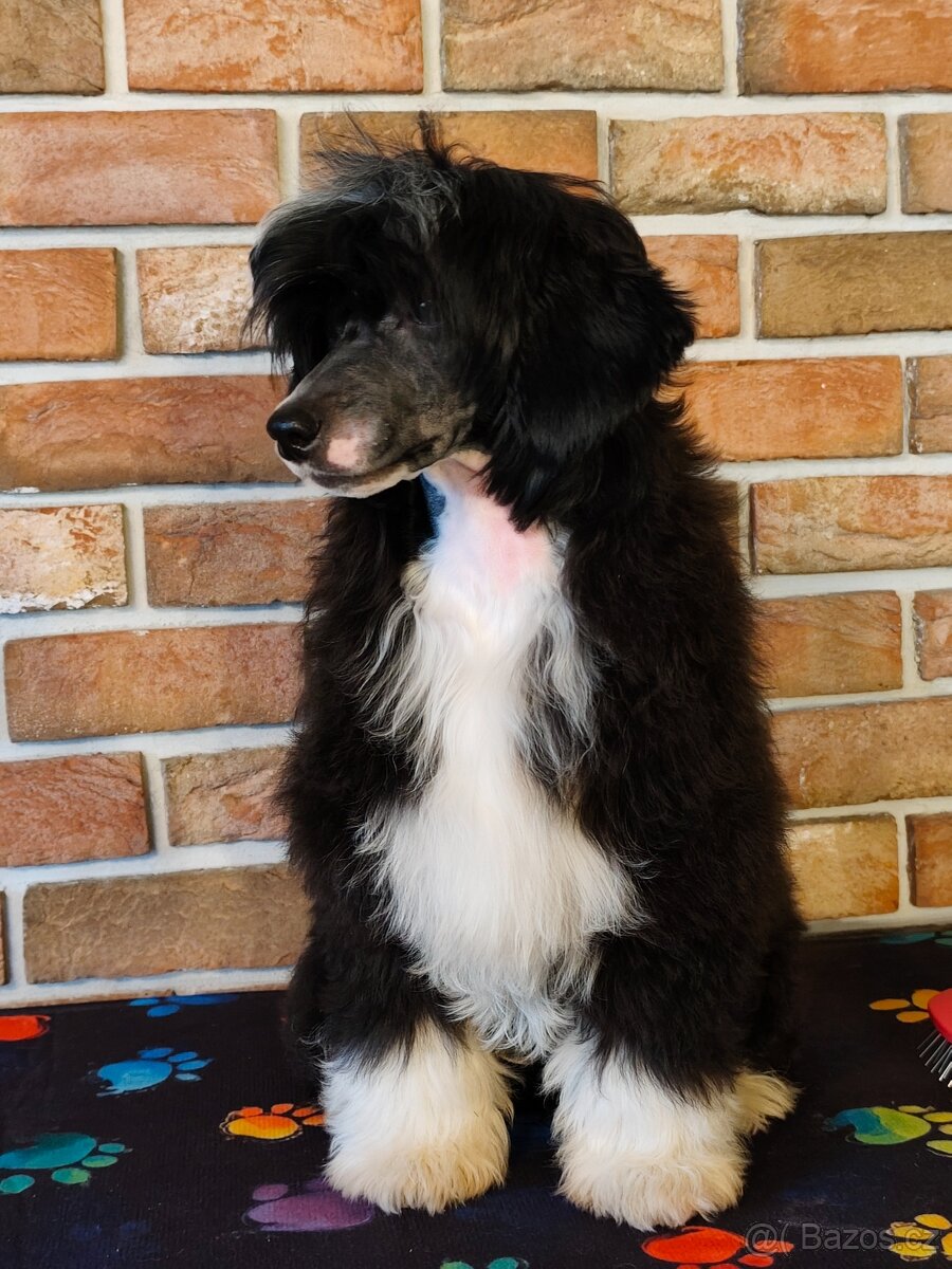 Čínský chocholatý pes osrstěný s PP - 2